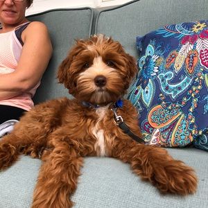 Meet your Posher, Felix